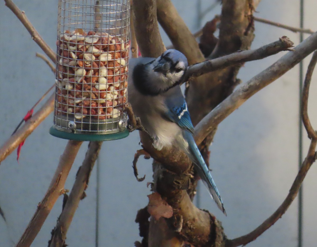 Blue Jay - ML645152552