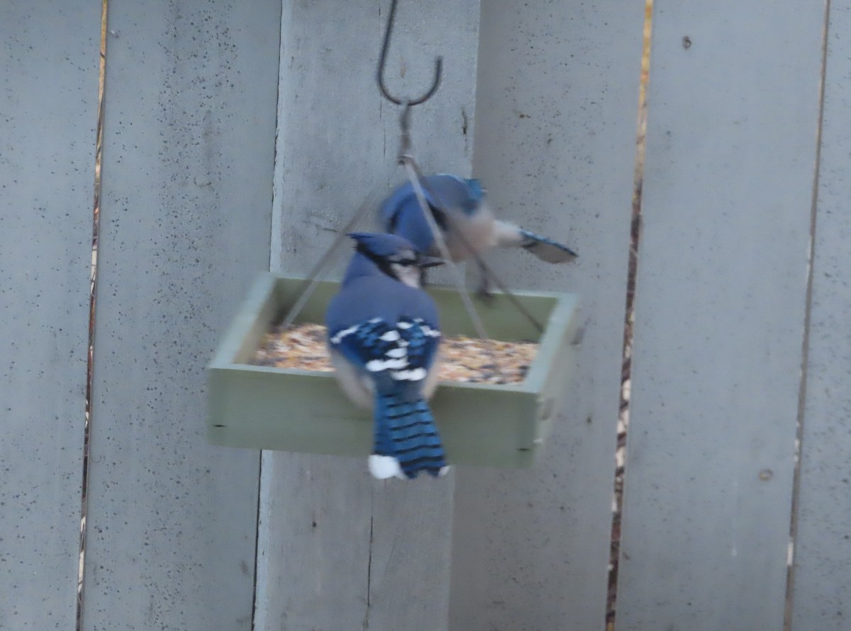 Blue Jay - ML645152554