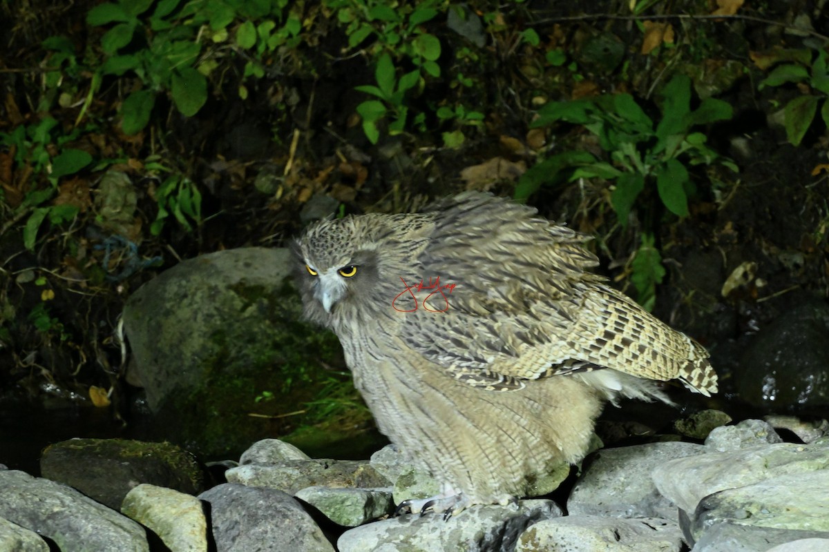 nordfiskeugle - ML645152559