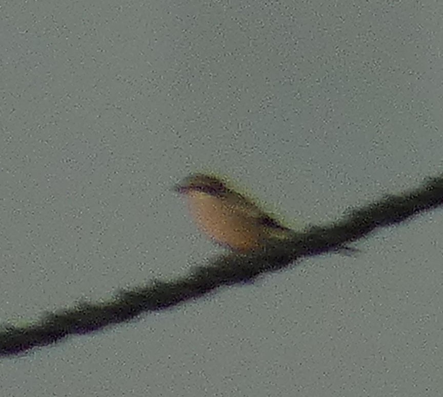 Iberian Gray Shrike - ML645152580