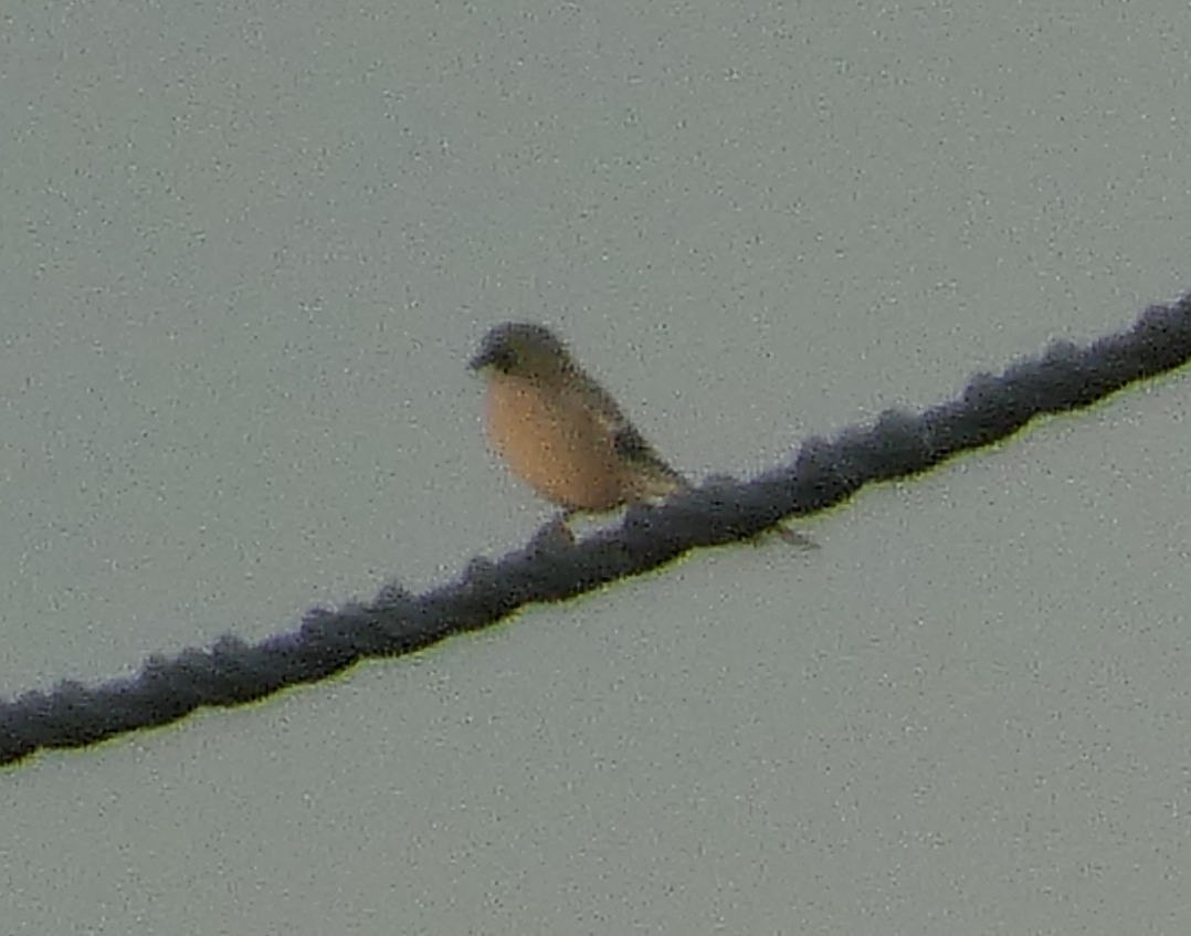 Iberian Gray Shrike - ML645152581