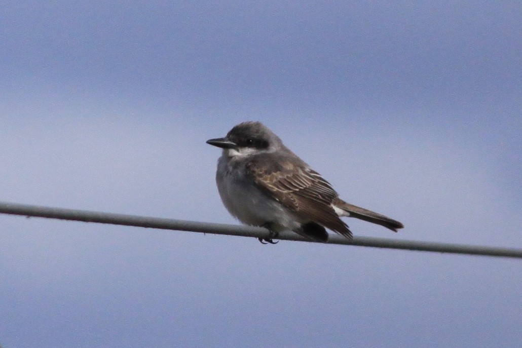 Gray Kingbird - ML645152617