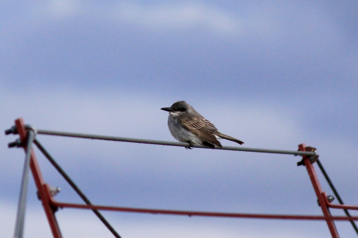 Gray Kingbird - ML645152618