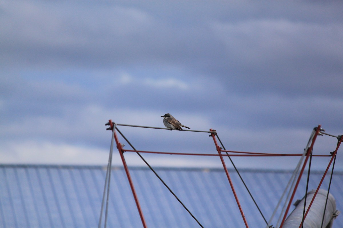 Gray Kingbird - ML645152619