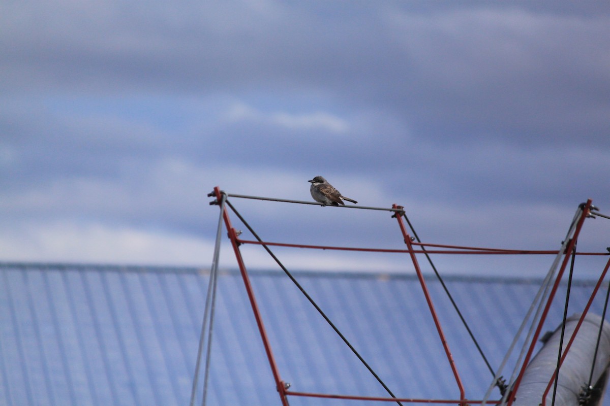 Gray Kingbird - ML645152620