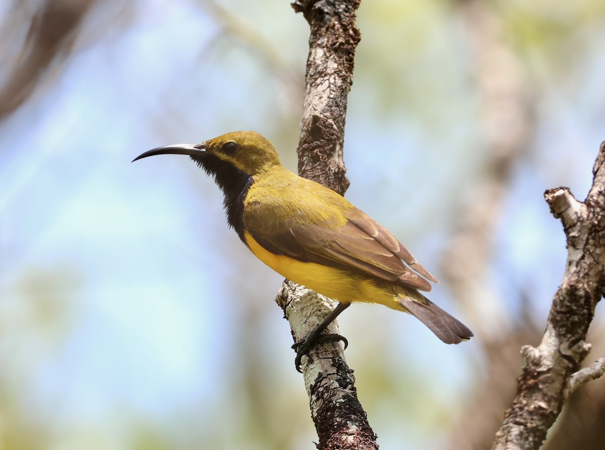 Sahul Sunbird - ML645152628