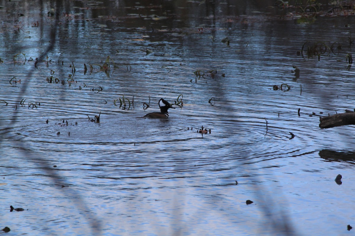 morčák chocholatý - ML645152650