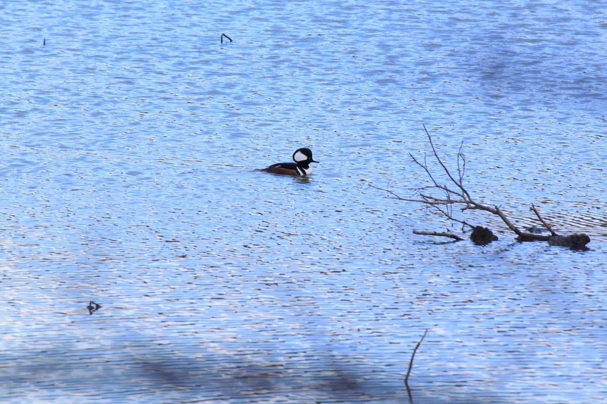morčák chocholatý - ML645152651