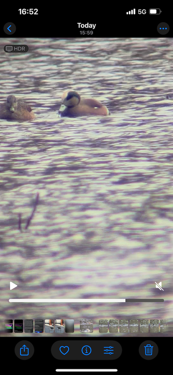 hvízdák americký - ML645152655