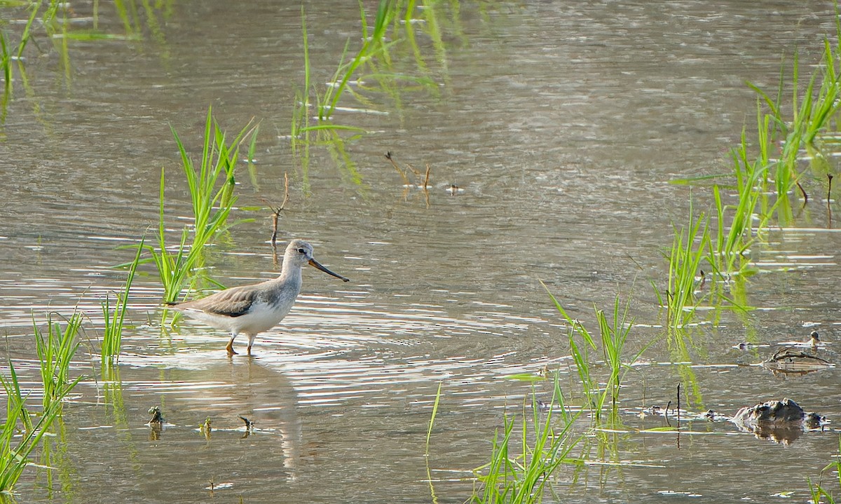 ביצנית אפורה - ML645152659