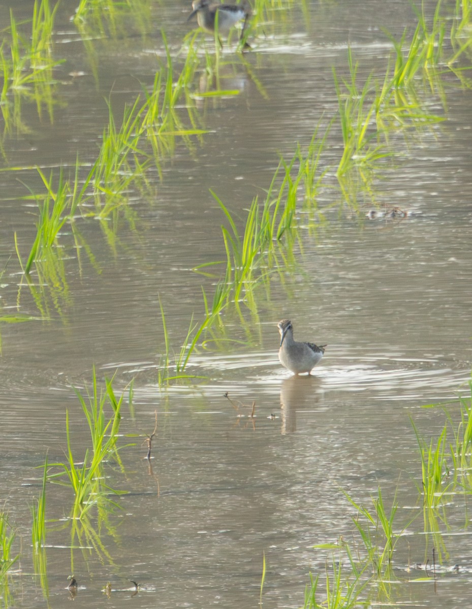 ביצנית אפורה - ML645152660