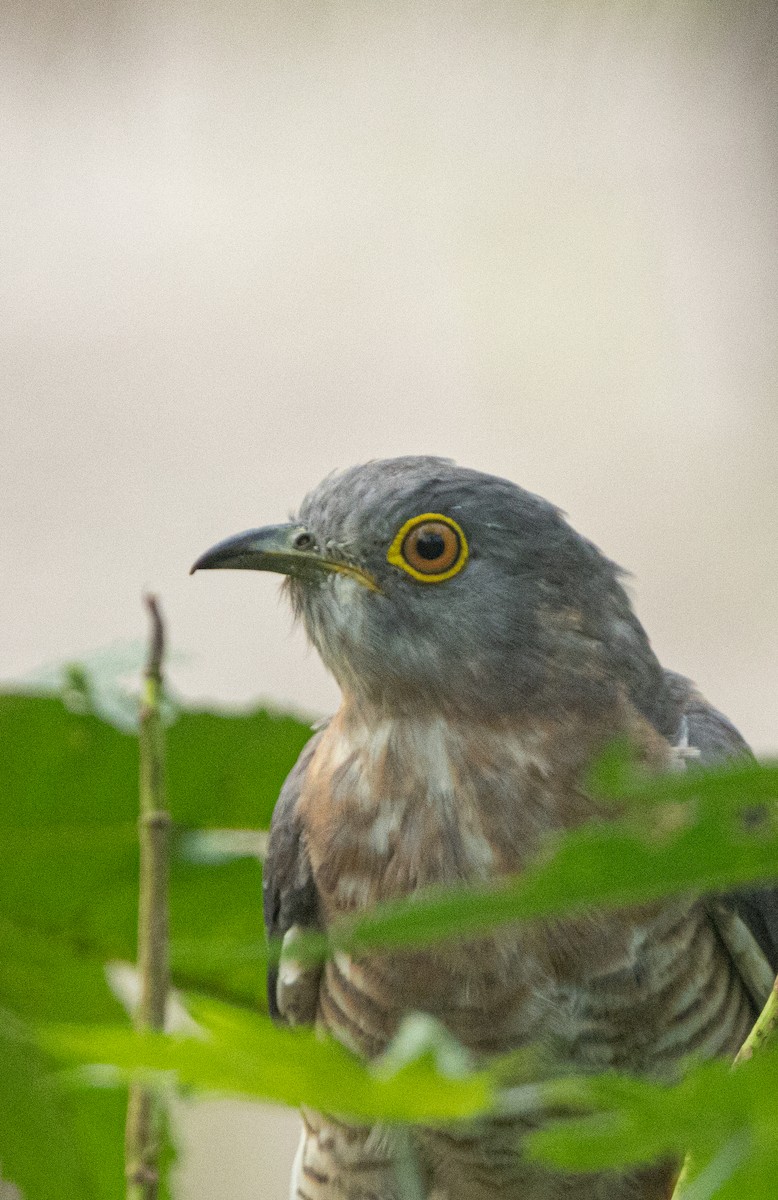 Common Hawk-Cuckoo - ML645152661