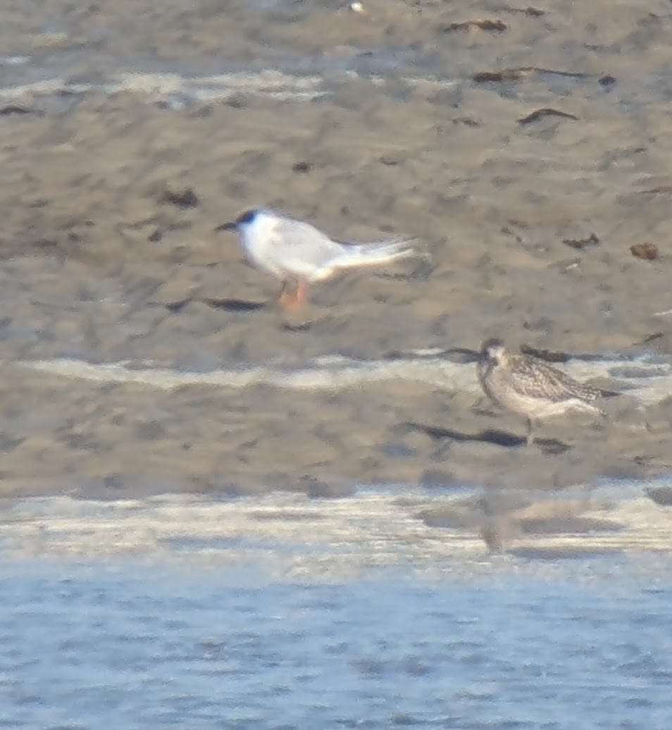 Forster's Tern - ML645152662