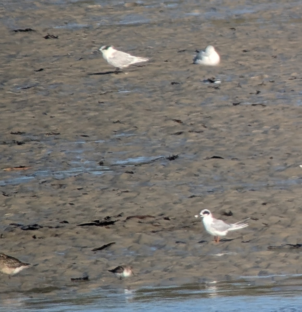 Forster's Tern - ML645152666