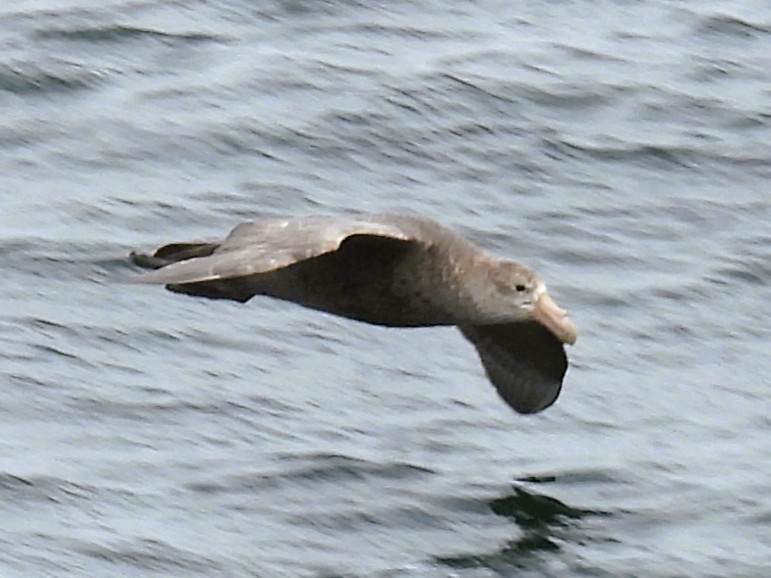 Southern Giant-Petrel - ML645152695