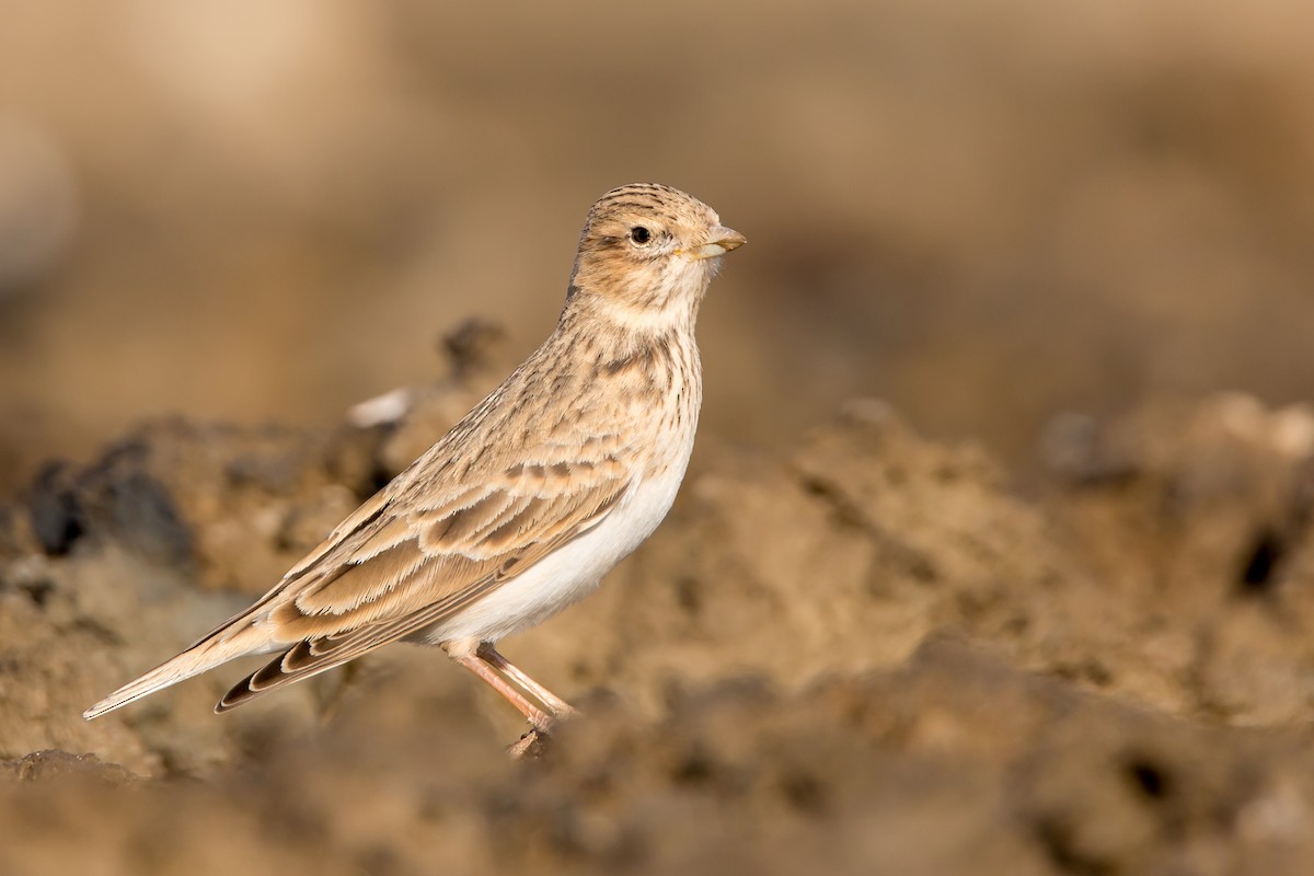 Turkestan Short-toed Lark - ML645152701