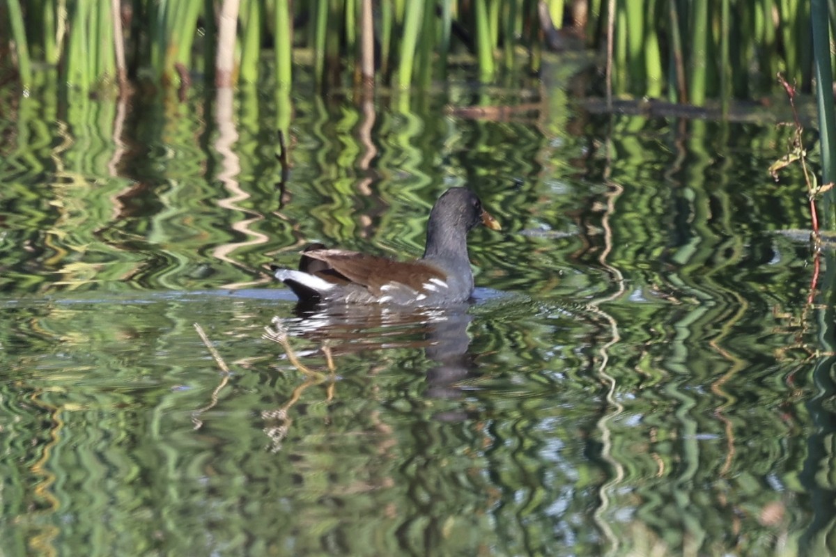 Американская камышница - ML645152711