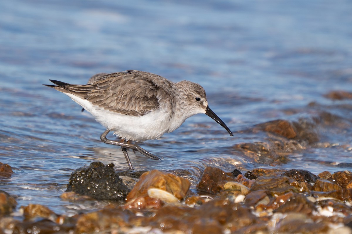 Curlew Sandpiper - ML645152772