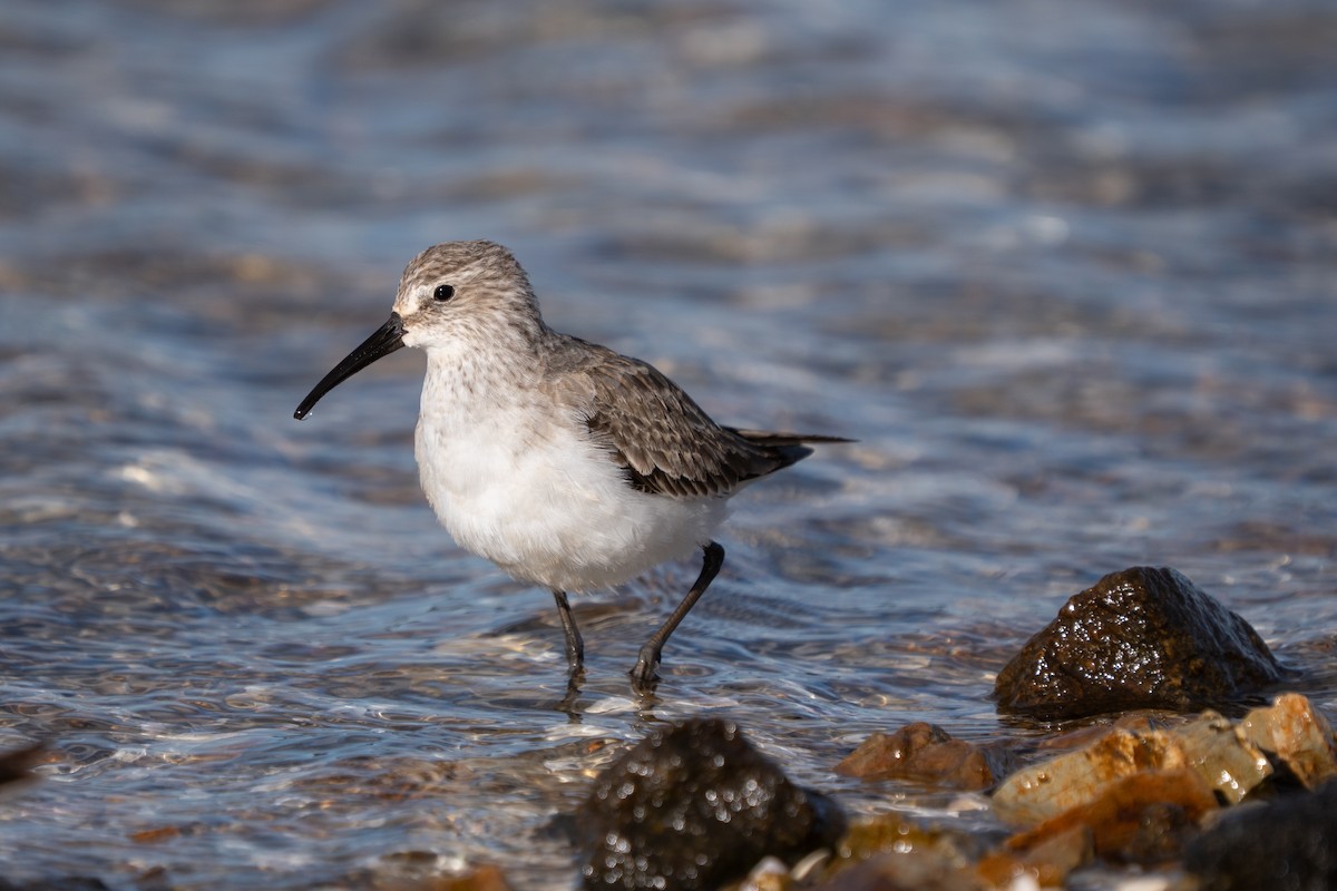 Curlew Sandpiper - ML645152773