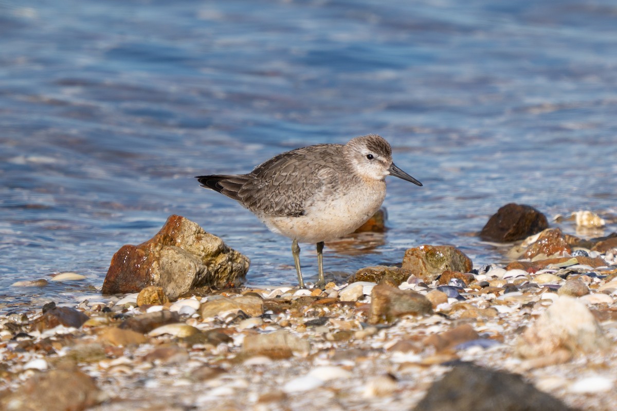 חופית להקנית - ML645152776