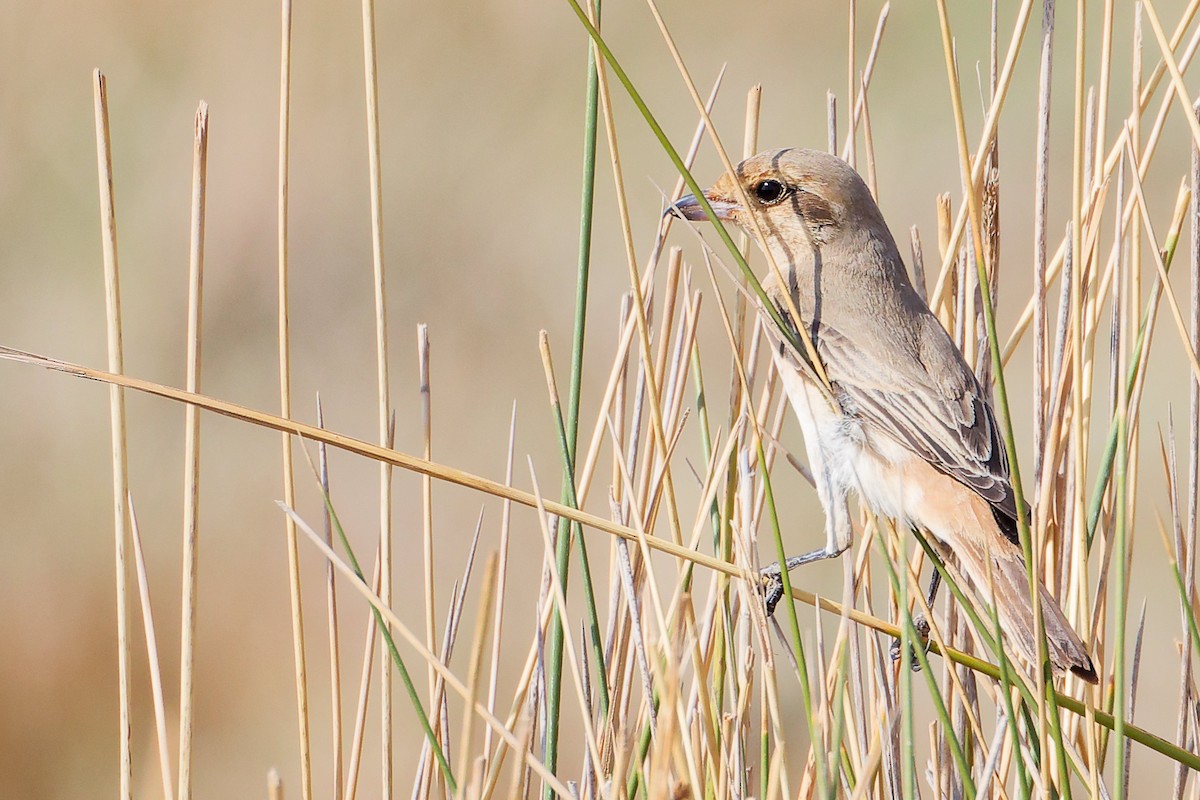 Isabellwürger - ML645152780