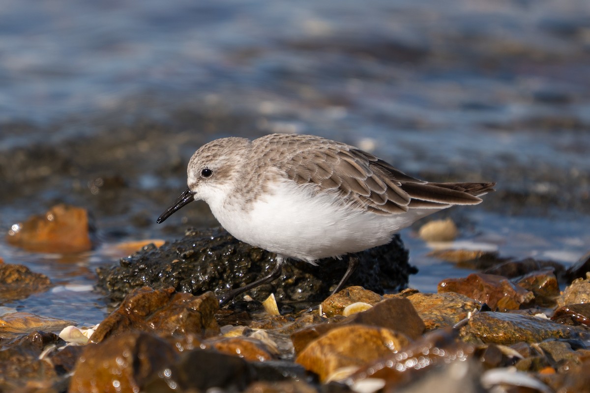 Red-necked Stint - ML645152781