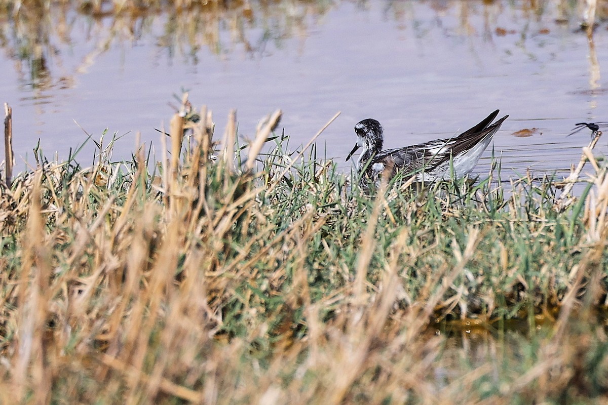 Плавунець круглодзьобий - ML645152790