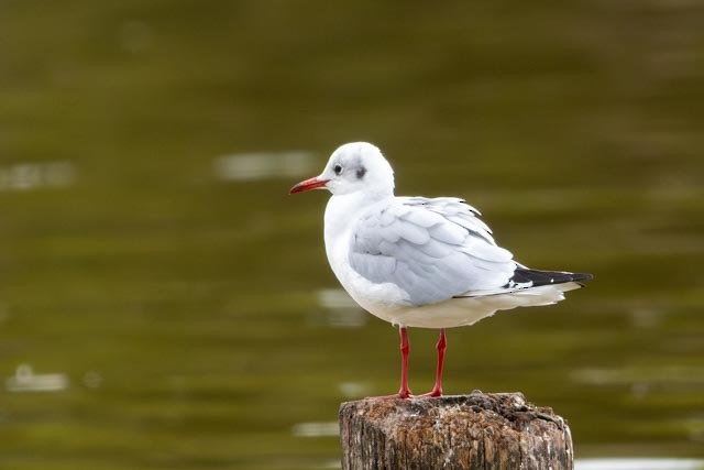 hettemåke - ML645152795