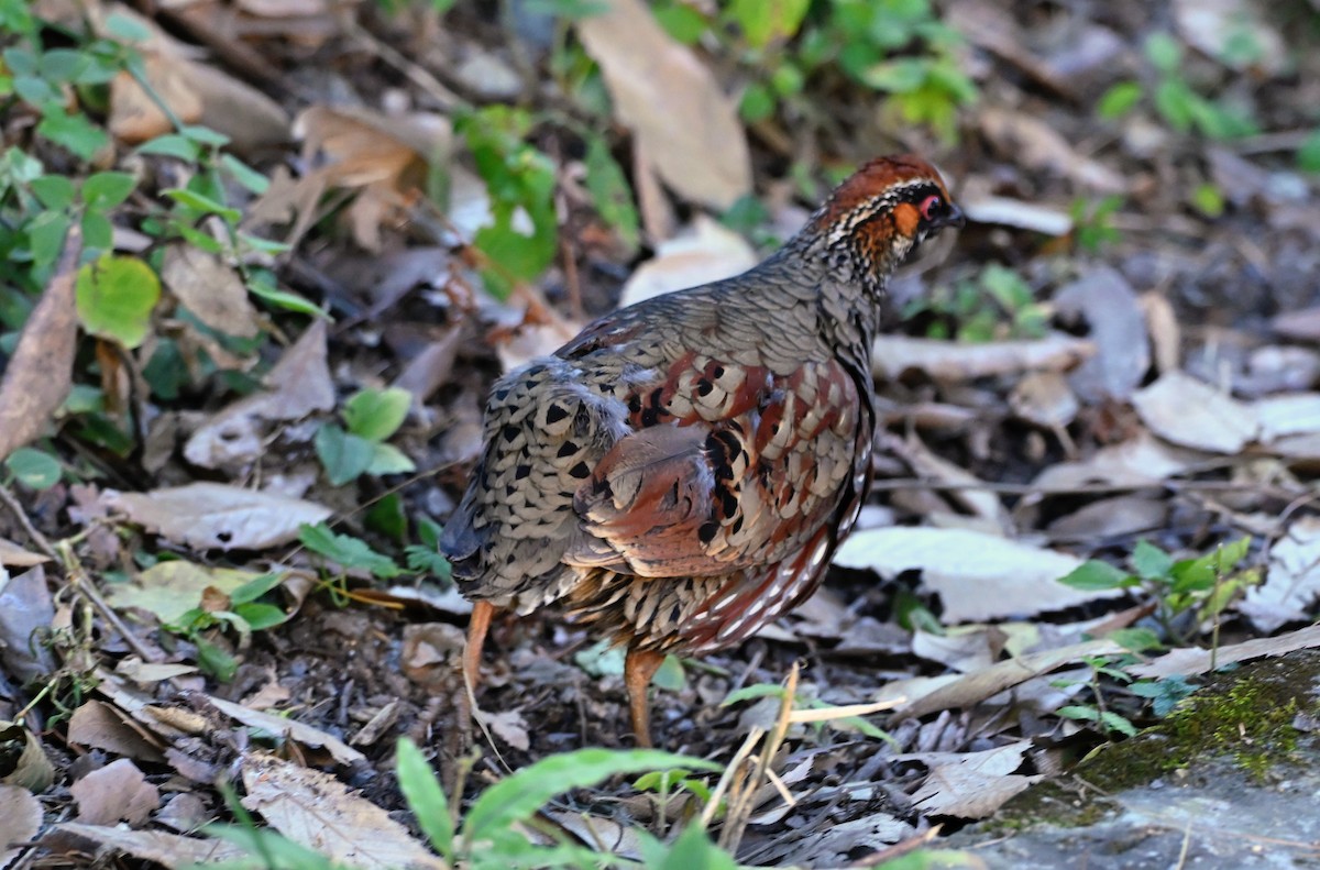 Hill Partridge - ML645152796
