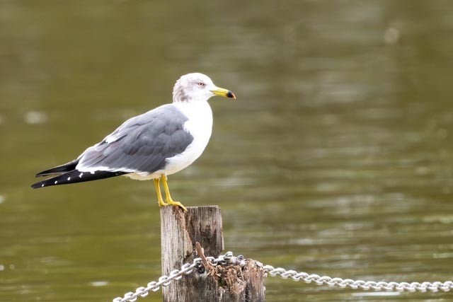 japanmåke - ML645152797