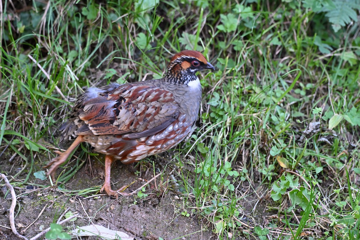 Hill Partridge - ML645152798