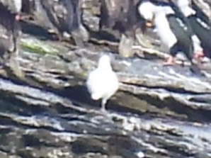 Snowy Sheathbill - ML645152802