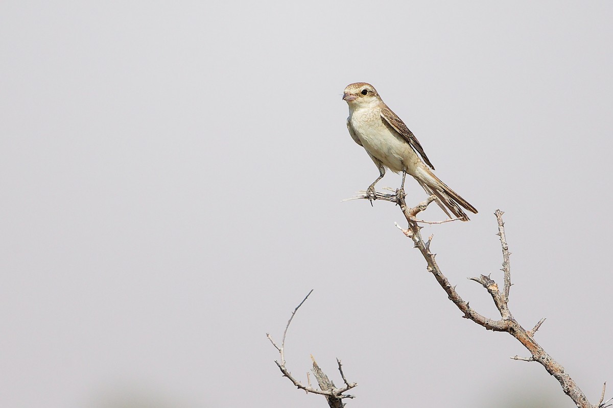 Isabellwürger - ML645152806