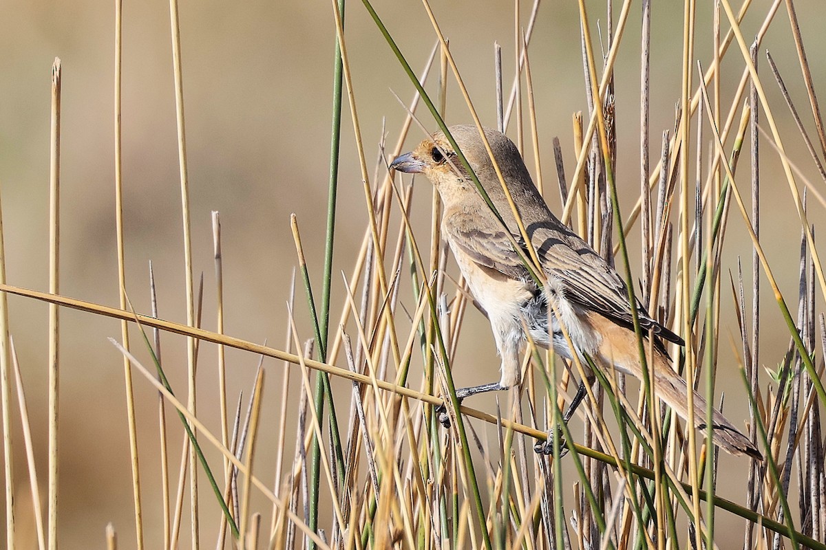 Isabellwürger - ML645152808