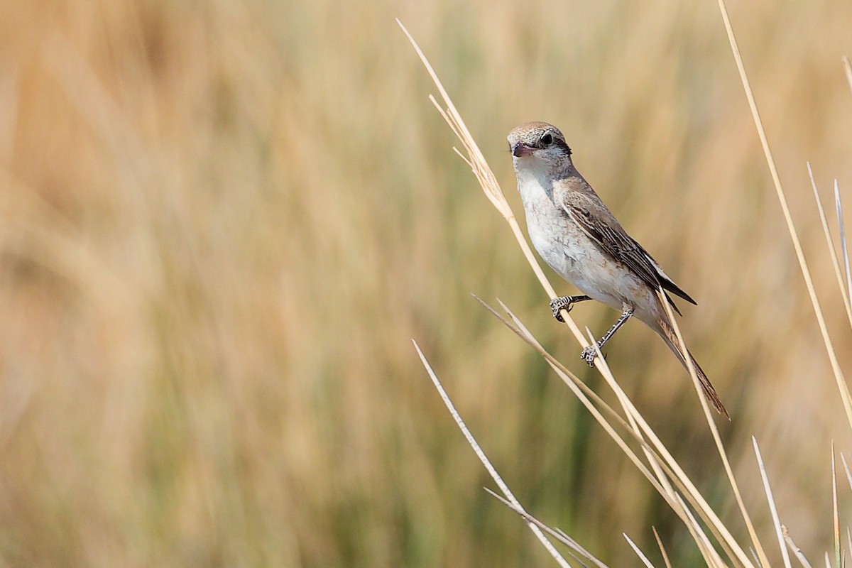 Isabellwürger - ML645152809