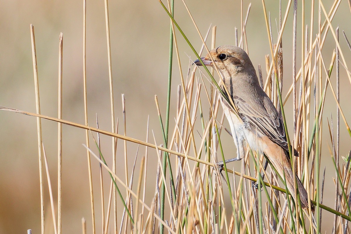 Isabellwürger - ML645152811