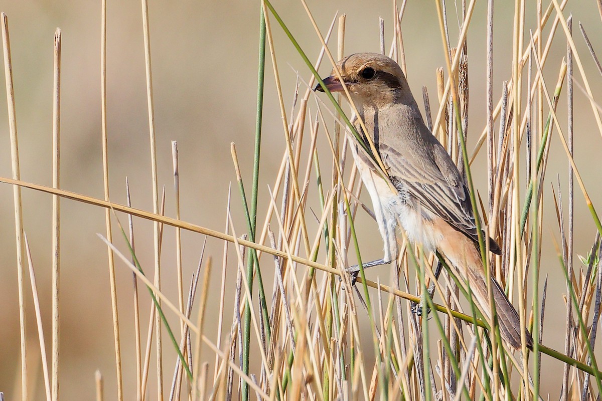 Isabellwürger - ML645152812