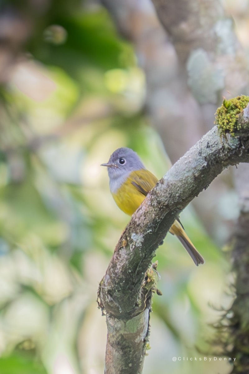 Gray-headed Canary-Flycatcher - ML645152822