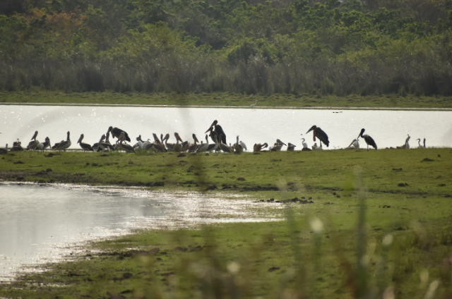 Greater Adjutant - ML645152832