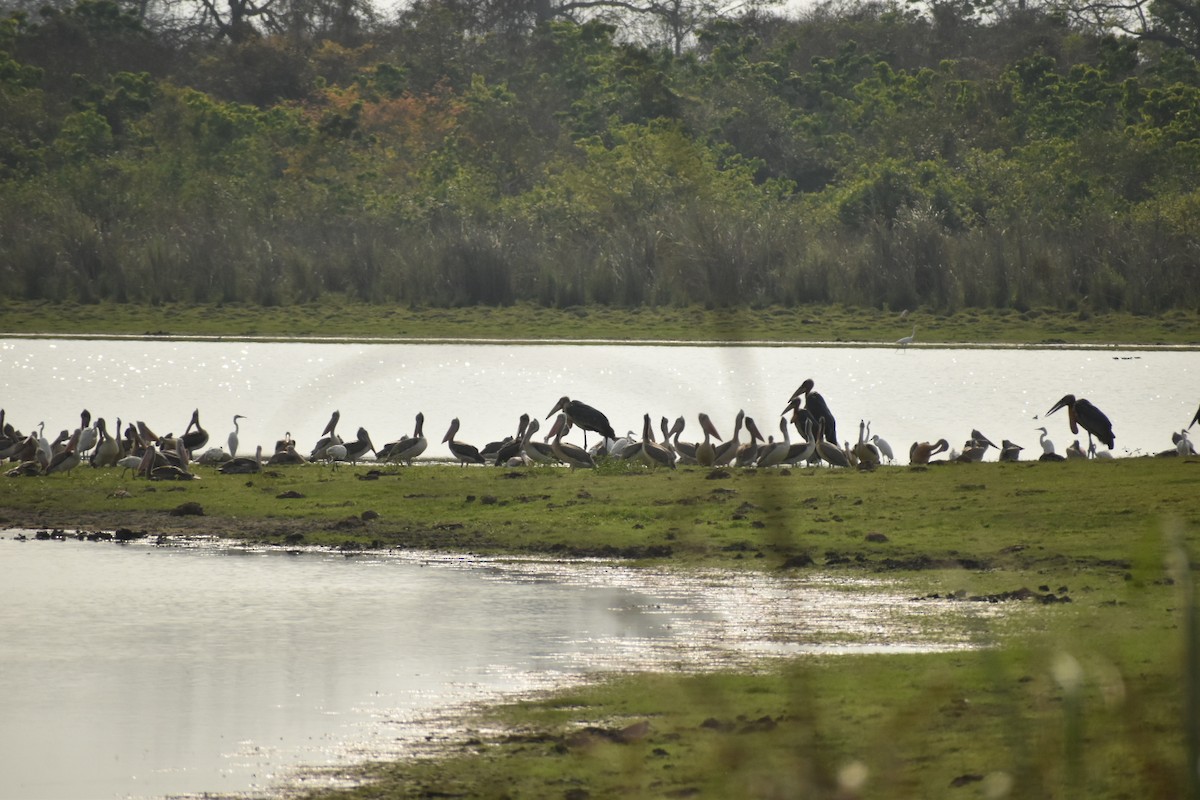 Greater Adjutant - ML645152833