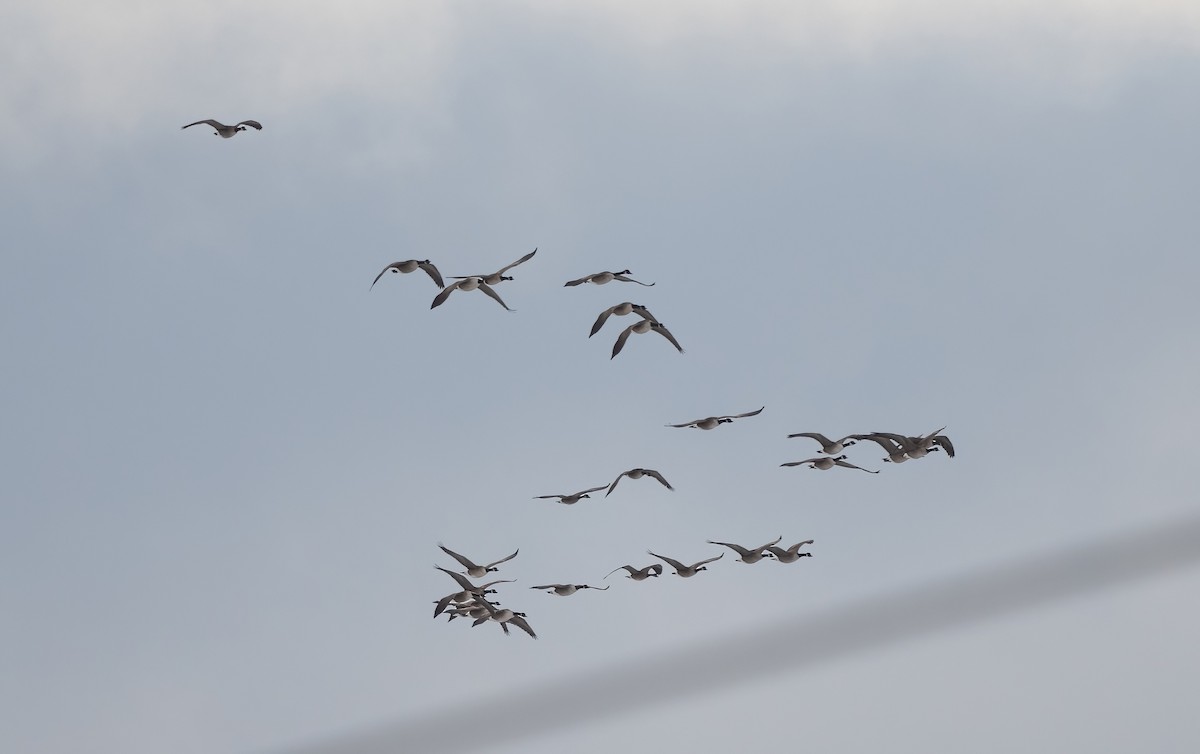 berneška velká - ML645152849