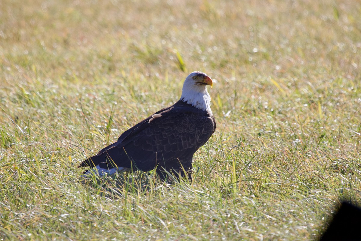 עיטם לבן-ראש - ML645152876