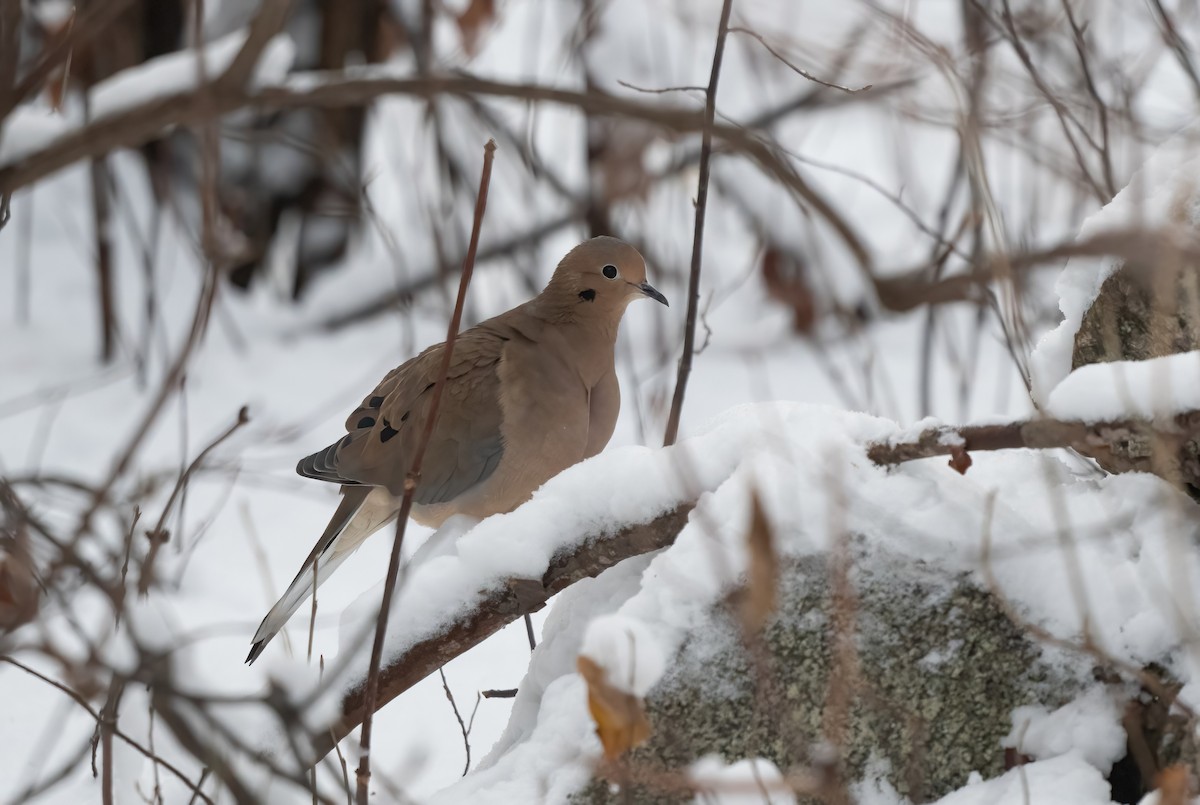 hrdlička karolínská - ML645152882
