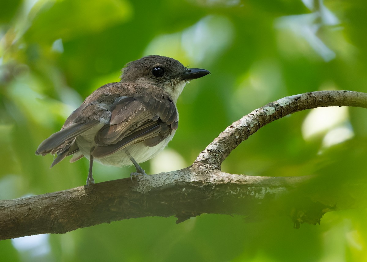 Mangrove Whistler - ML645152885