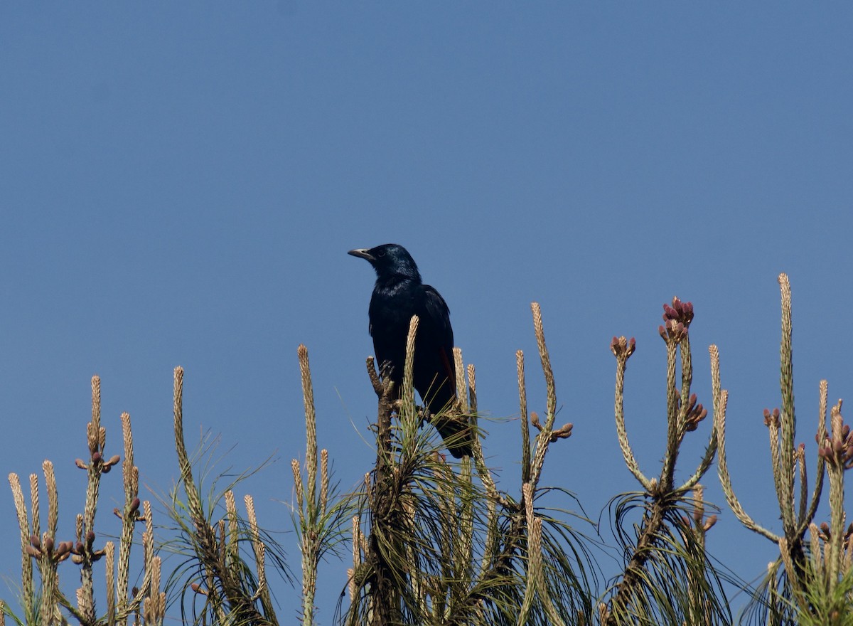 Kızılkanat - ML645152889