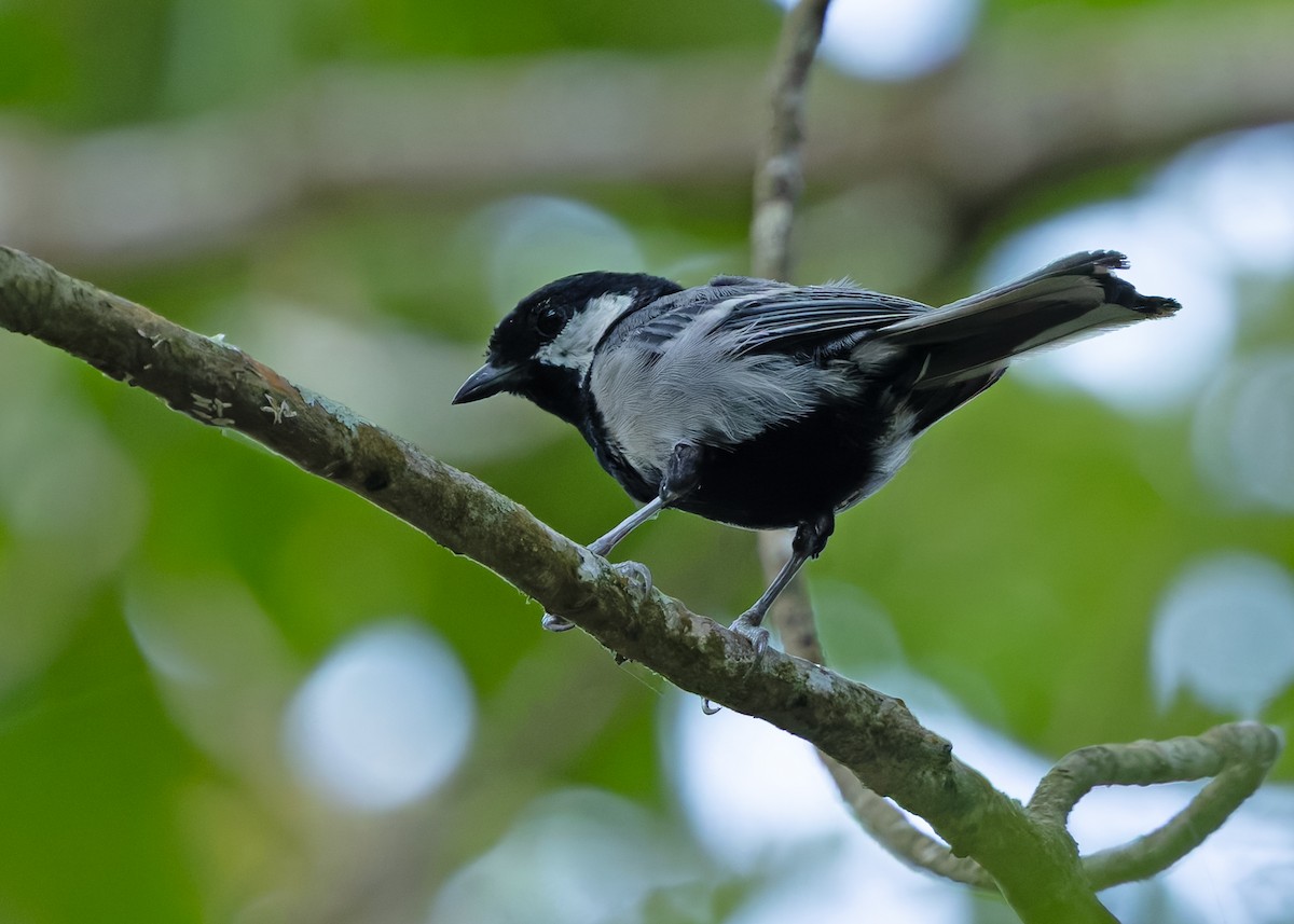 Asian Tit (Cinereous) - ML645152890