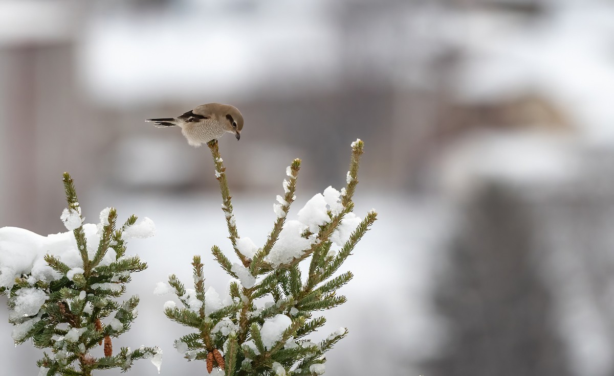 ťuhýk severní - ML645152905