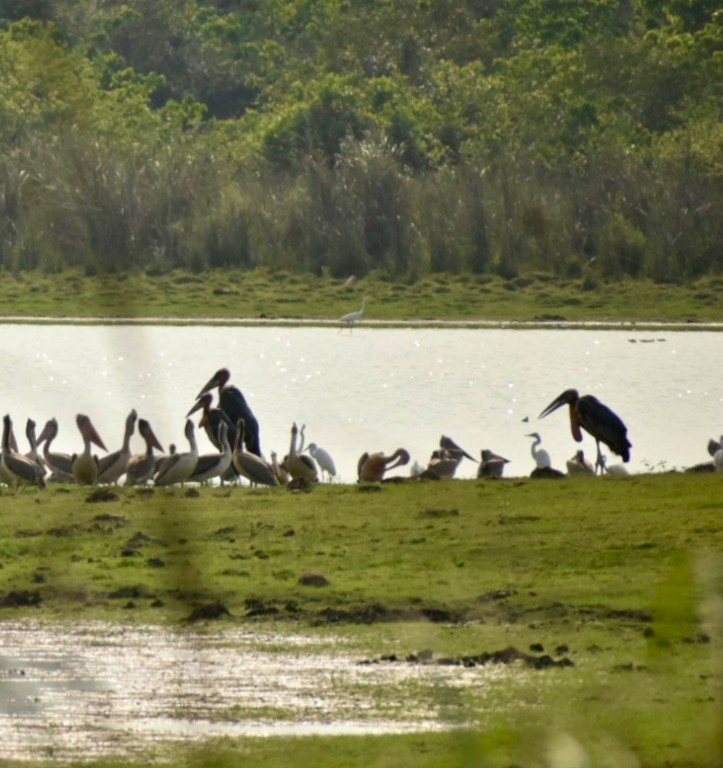 Greater Adjutant - ML645152906