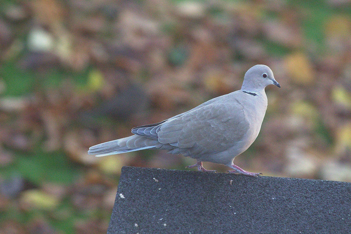 Eurasian Collared-Dove - ML645152914