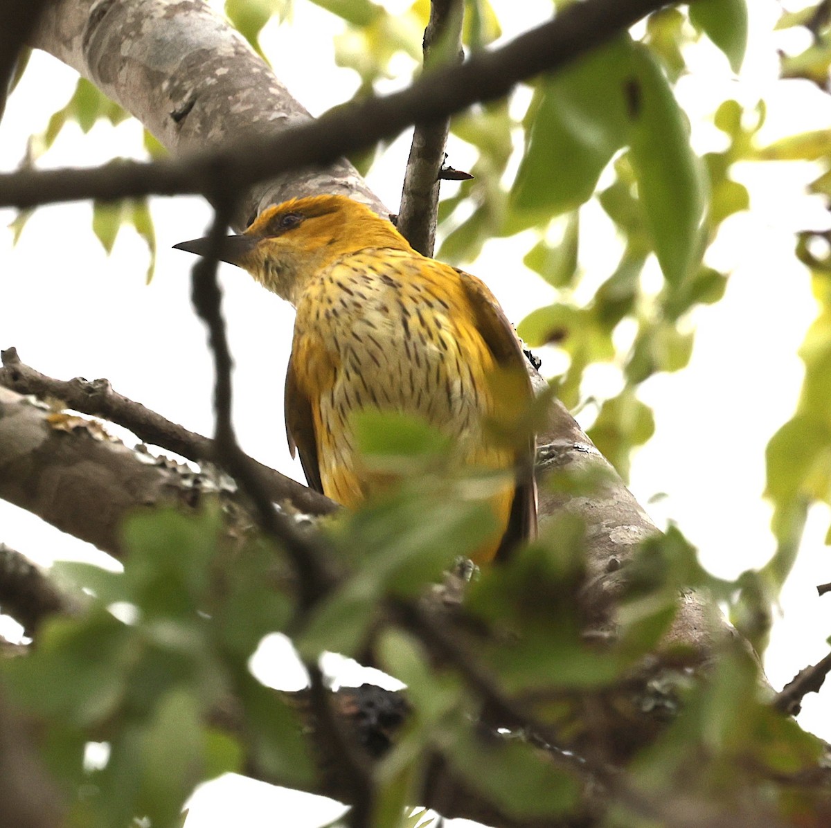 Вивільга золота - ML645152936